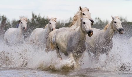 Horses - animal, water, running, summer, sea, cal, horse