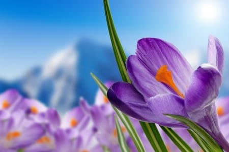 Crocus - purple, blue, spring, flower, crocus, pink, mountain