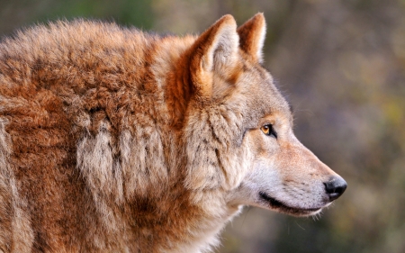 Wolf - lup, wolf, brown, animal