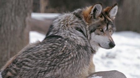 Wolf - lup, winter, animal, wolf