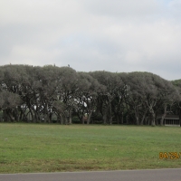 Wind Swept Oaks