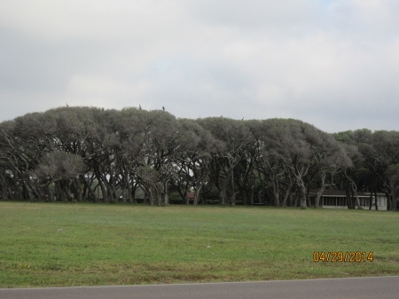 Wind Swept Oaks - pretty trees, my favorite trees, wind swept oaks, on the beach trees