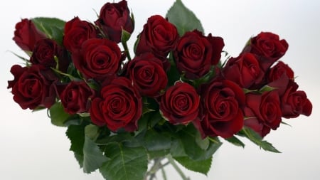 Lovely Roses - love, for you, rose, red