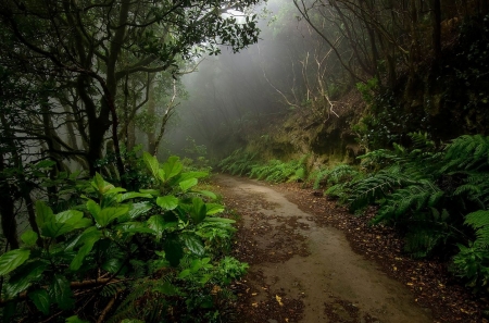 Foggy and cool - tree, forest, foggy, cool