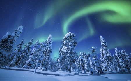 Aurora at the winter - winter, aurora, tree, snow