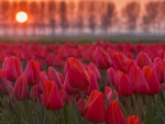 Sunset at the tulips fields