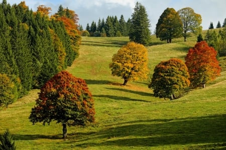 Autumn Scenery - Trees, Grass, Autumn, Colors, Nature