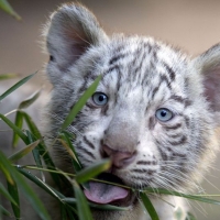 Albino Tiger Cub