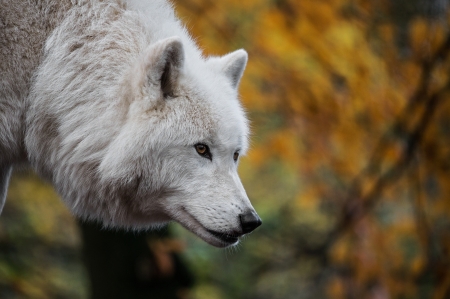 Wolf - lup, white, animal, yellow, wolf, autumn