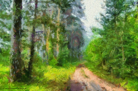 Road through the forest - Forest, Obraz, Color, Road