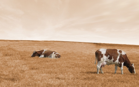 Cows on a field - Field, Animals, Cows, Sky