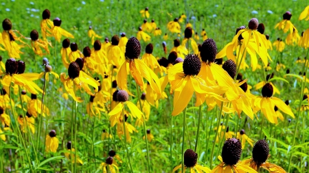 Summer 2016 - field wildflowers, summer wildflowers, wisconsin wildflowers, wildflowers