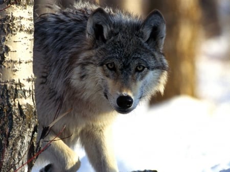 Wolf - lup, animal, winter, wolf, forest