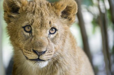 Lion cub - face, cub, lion, leu, eyes, cute, big cat