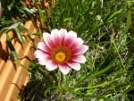 PRETTY GAZANIA