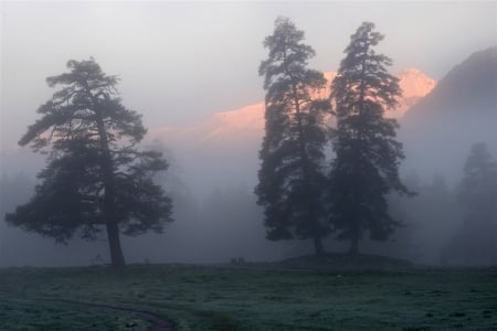 Foggy Day - winter, fog, tree, mist