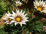 GAZANIA FLOWERS