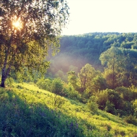 Summer Forest