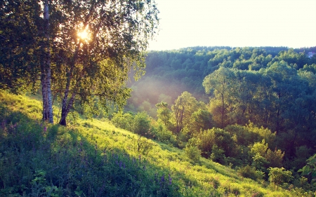 Summer Forest - trees, birch, nature, fog, summer, grass, forest, sun