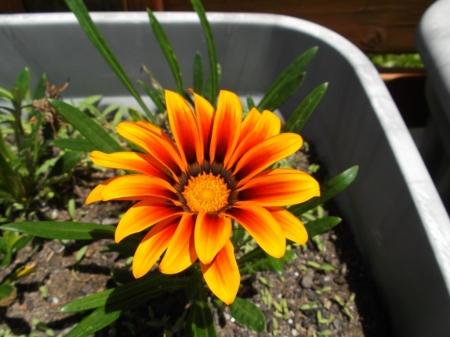 PRETTY GAZANIA FLOWER