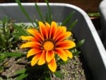 PRETTY GAZANIA FLOWER