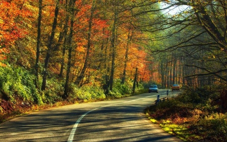 Wonderful road - nature, autumn, car, road