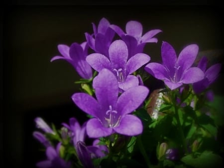 Purple love - love, purple, amazing, flower