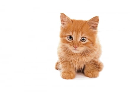 Kitten - cat, animal, orange, cute, pisica, kitten, ginger