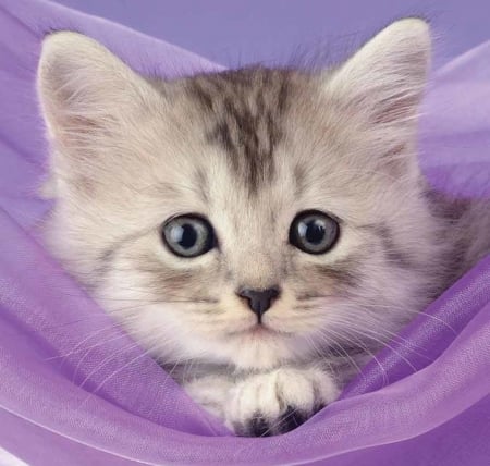 Kitten - lilac, pink, cat, pisica, animal, kitten, paw, cute, face