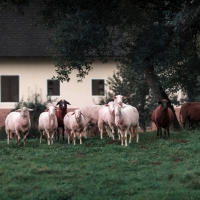 Sheep herd