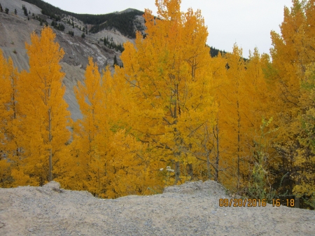 Aspens - Colorado Aspens, Golden Aspens, Pretty Aspens, Aspens