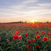 Sunset Over the Poppies Field