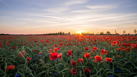 Sunset Over the Poppies Field