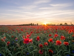 Sunset Over the Poppies Field