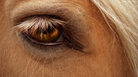 Horse eye - skin, lashes, animal, brown, eye, cal, texture, horse