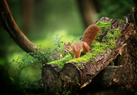 Squirrel - animal, red, green, cute, forest, squirrel, veverita