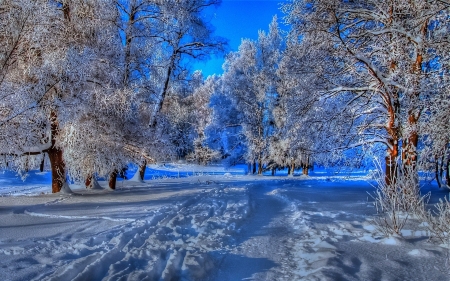 Winter - winter, blue, snow, landscape, tree, path, peisaj, white, iarna