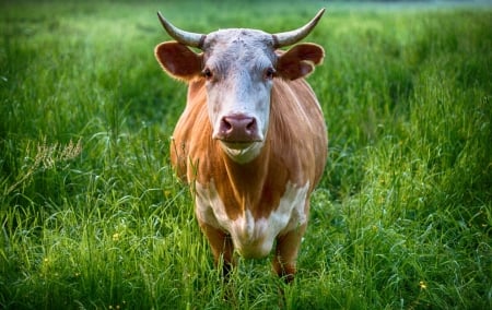 V.I.P. Cow - Grass, Animals, Cow, Photography, Close up