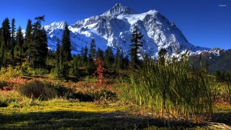 Green Nature by the Snowy Peak