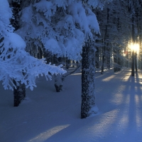 Sunshine Through the Trees