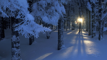 Sunshine Through the Trees - trees, winter, nature, landscape, snow, sunshine