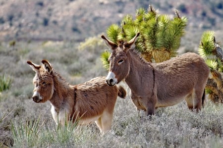 wild burros - burro, mule, donkey, ass