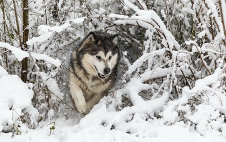 Wolf - lup, white, animal, winter, wolf, snow