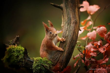 Squirrel - animal, autumn, red, orane, cute, leaf, squirrel, veverita