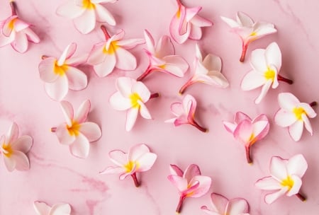 Plumeria - flower, texture, pink, plumeria