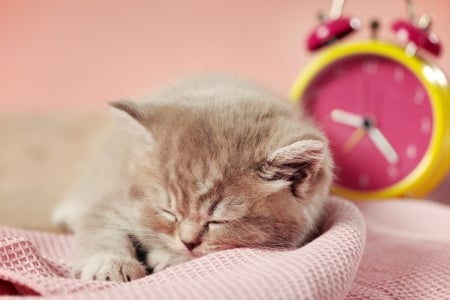 Sleeping kitten