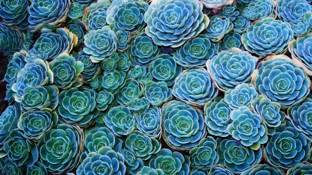 Succulents - Nature, Colorful, Plants, Succulents, Flower, Cacti