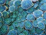 Succulents