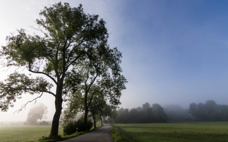 Misty Summer Morning - field, trees, road, mist