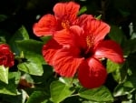 Hibiscus